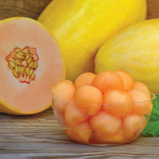 شتلة بطيخ heirloom mango melon