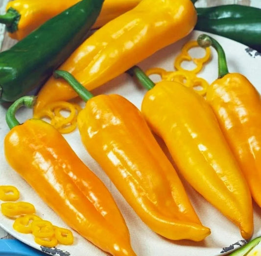 بذور فليفلة كورنو دي الإيطالية متوارث