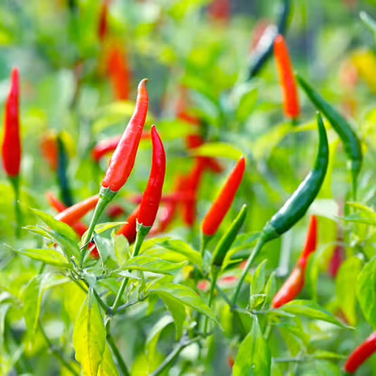 بذور فلفل كايين mini de cayenne