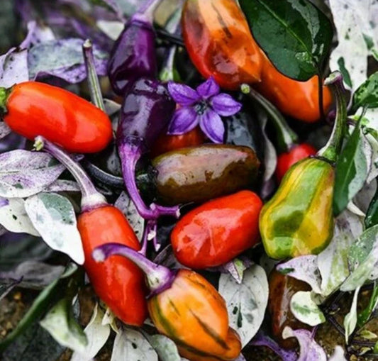 بذور فلفل جيغسو الحار المتوارث