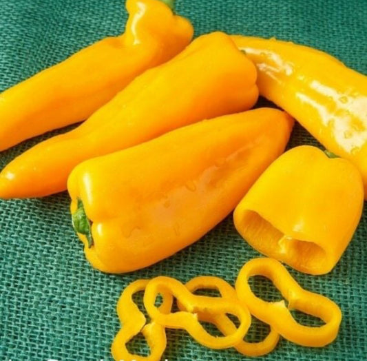 بذور فلفل قرن الثور العملاق