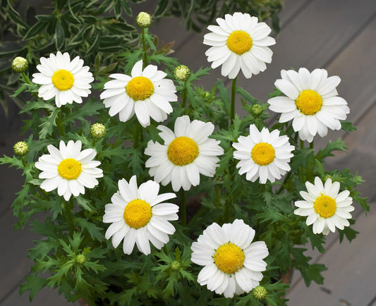 شتلة اقحوان  تاجي Crown Daisy