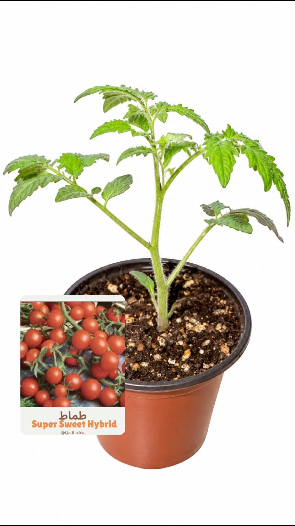 شتلة طماط شيري super sweet hybrid