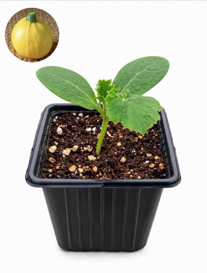 شتلة كوسا صفرا One ball