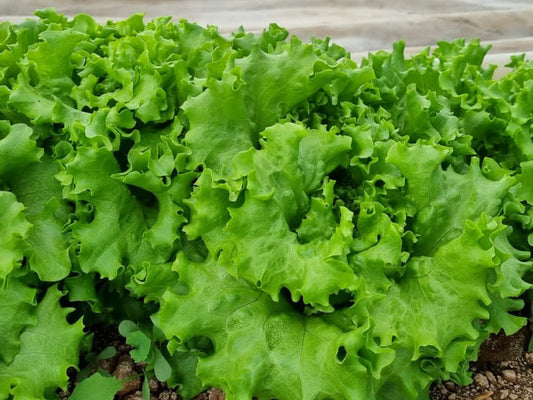 شتلة خس بتافيا Batavia