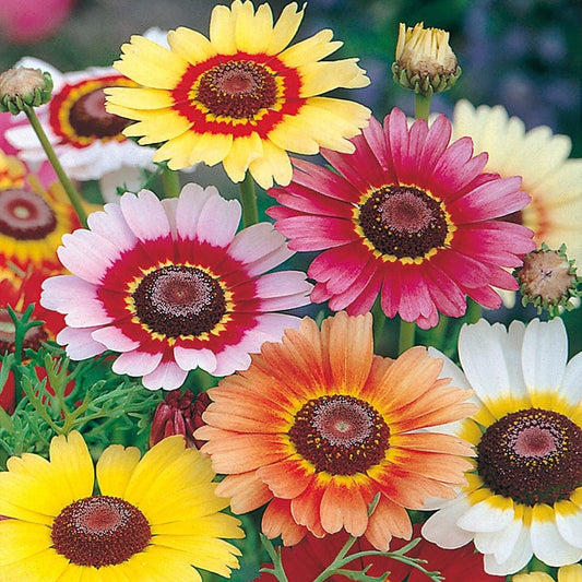 بذور ورد chrysanthemum