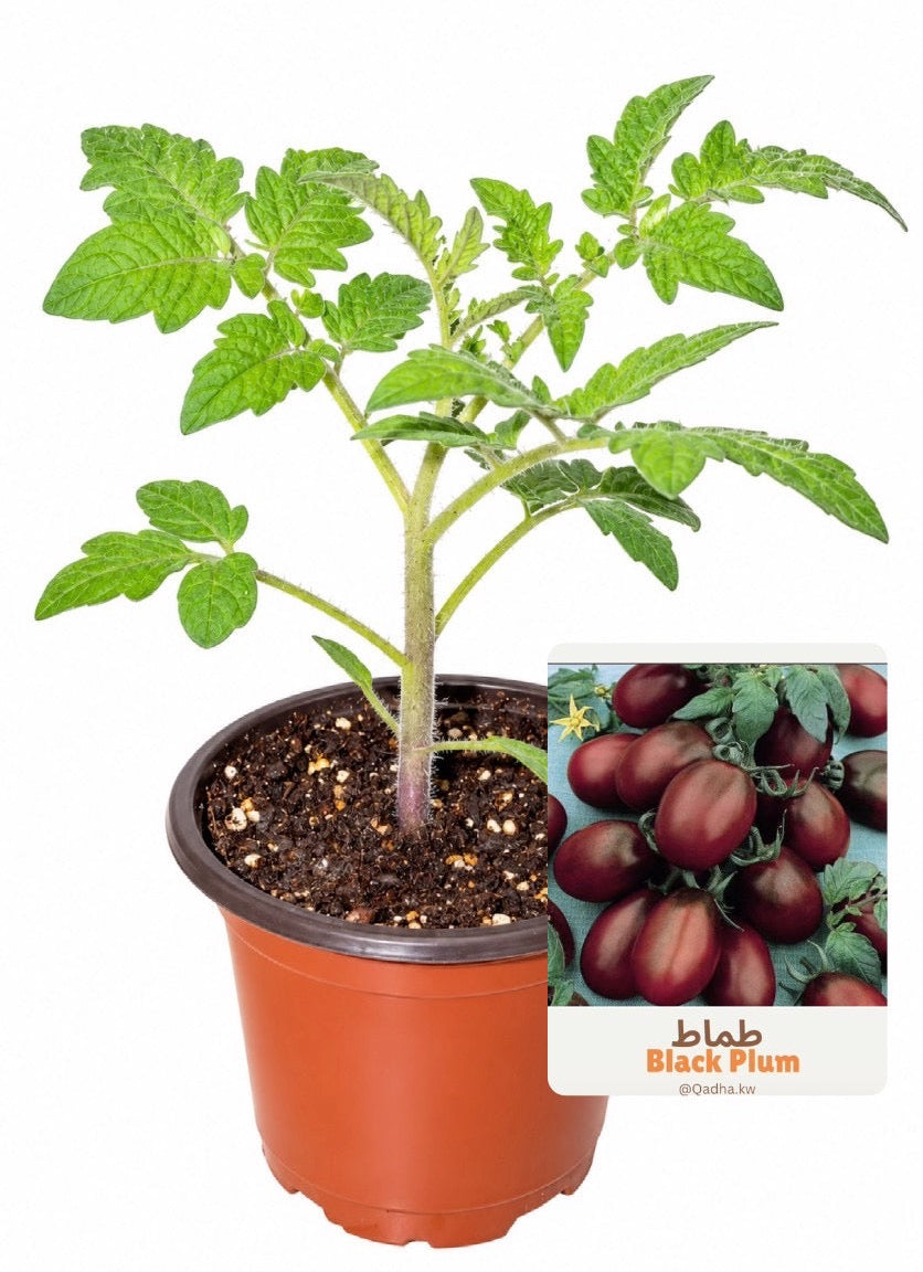 شتلة طماط black plum