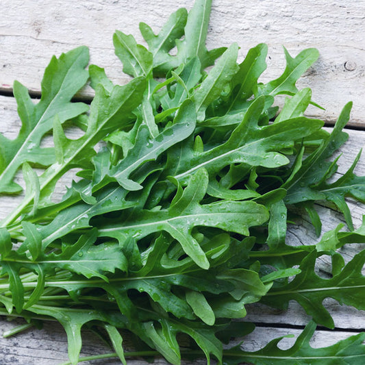 بذور جرجير Rucola