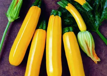 بذور كوسا صفرا Orelia F1