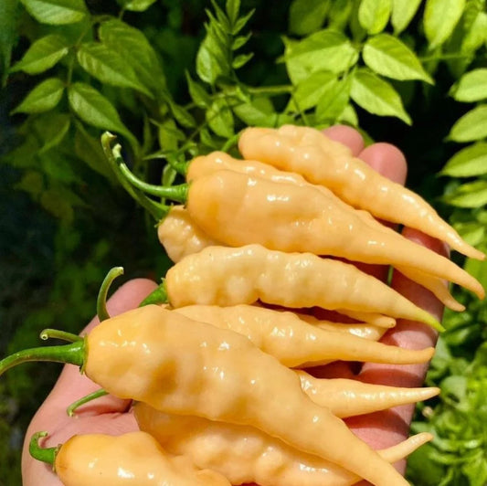 بذور فلفل Jpgs حار