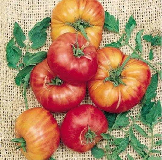 بذور طماطم أولد جيرمان