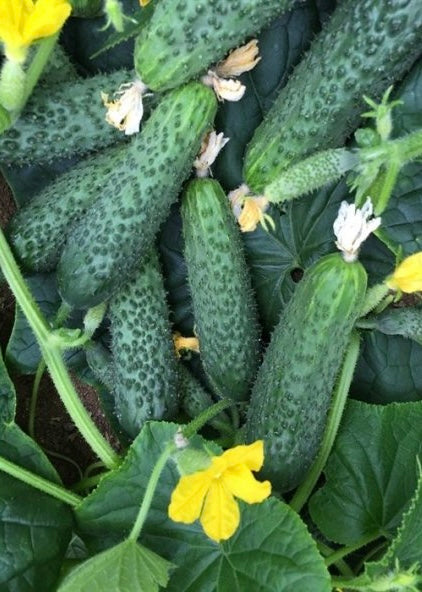 شتلة خيار مخلل