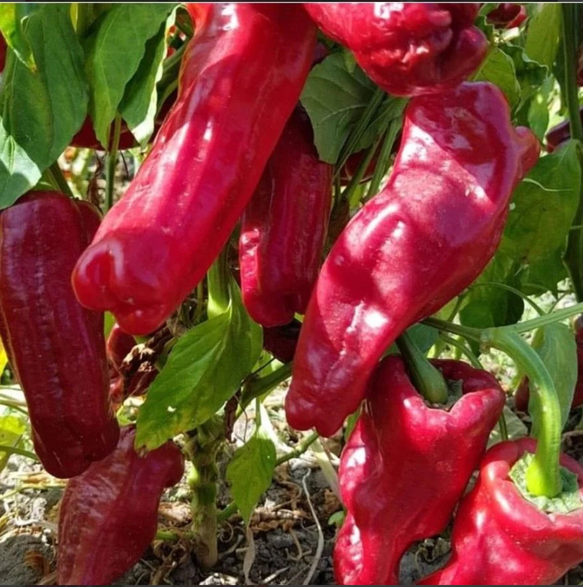 بذور فلفل ايزوت الحار