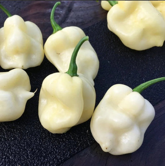 بذور فلفل 7 بوت وايت حار (متوارث)