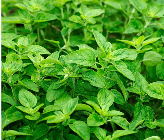 بذور الاوريجانو (الزعتر البري)