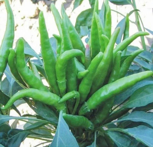 بذور فلفل فايف فنقر حار