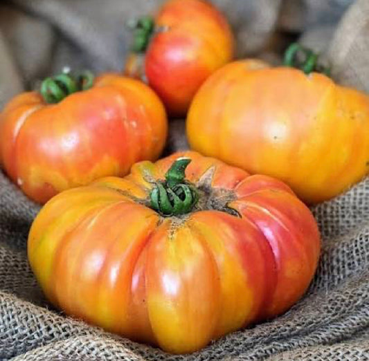 بذور طماط بيق رينبو