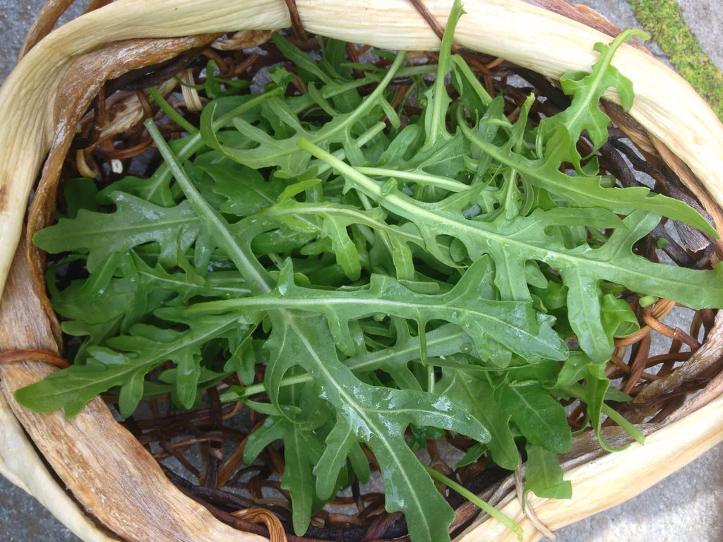 بذور جرجير selvatica (جرجير بري)