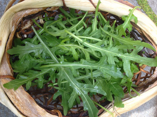 بذور جرجير selvatica (جرجير بري)
