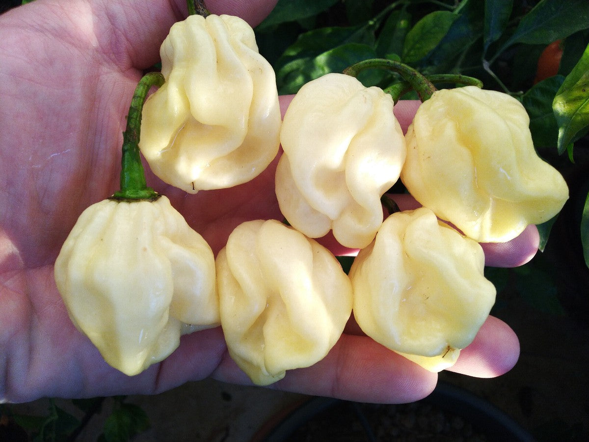 بذور فلفل هابنيرو Bianco F1