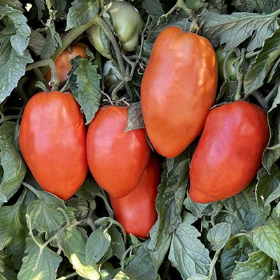 بذور طماط سان مارزانو Redorta كبير