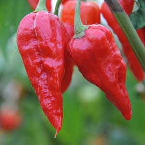 بذور فلفل Naga Morich