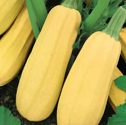 بذور كوسا صفرا Zloty Cepelin