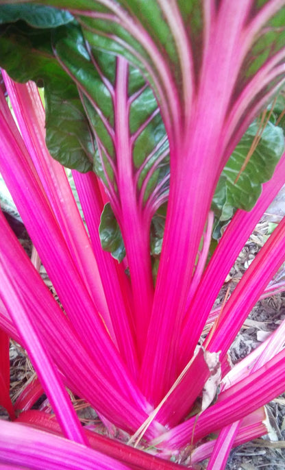 بذور السلق (Magenta Sunset)