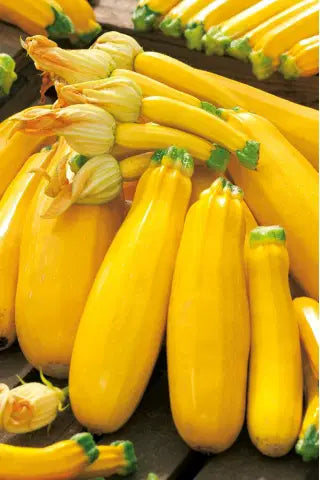 بذور كوسا صفرا Goldena