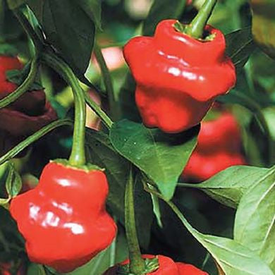 بذور فلفل Jamaican rosso F1