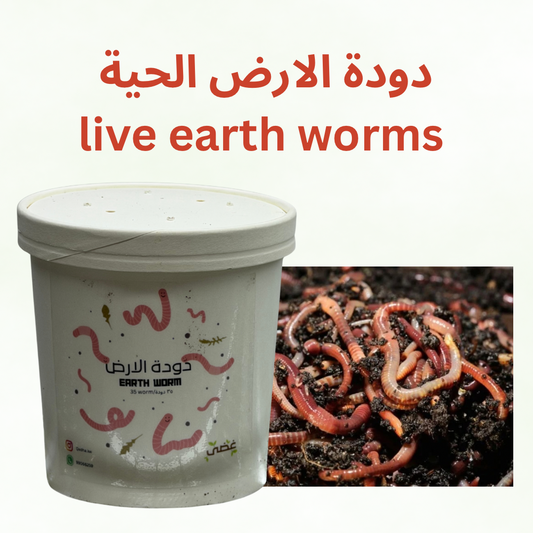 دودة الارض الحية - اكثر من ٣٥ دودة