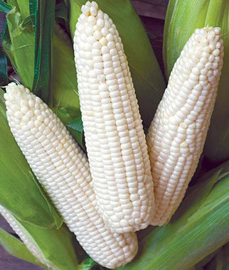 بذور ذره sweet corn triple crown white