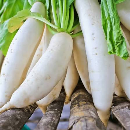 بذور فجل daikon