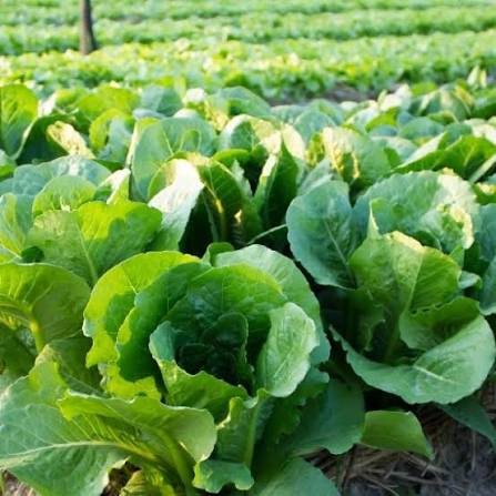 بذور خس bibb butterhead