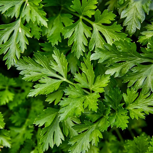 بذور بقدونس ايطالي