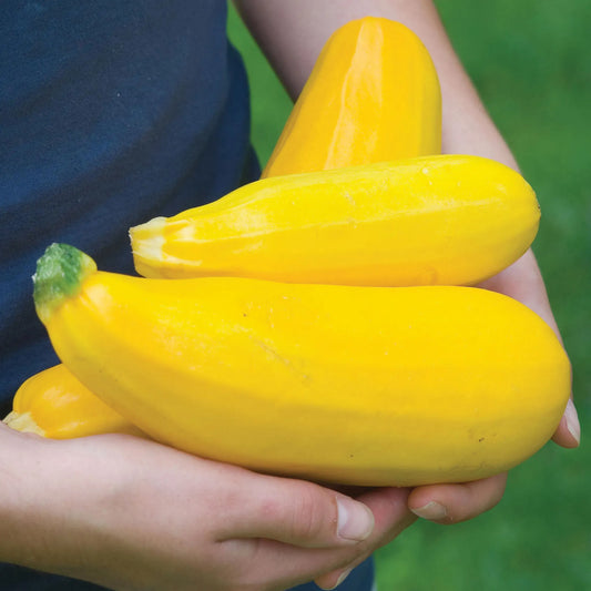 بذور كوسا summer squash burpees golden