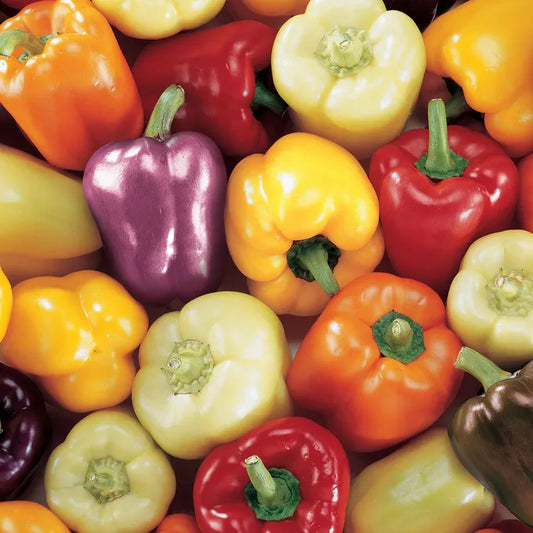 بذور فلفل بارد sweet pepper carnival blend