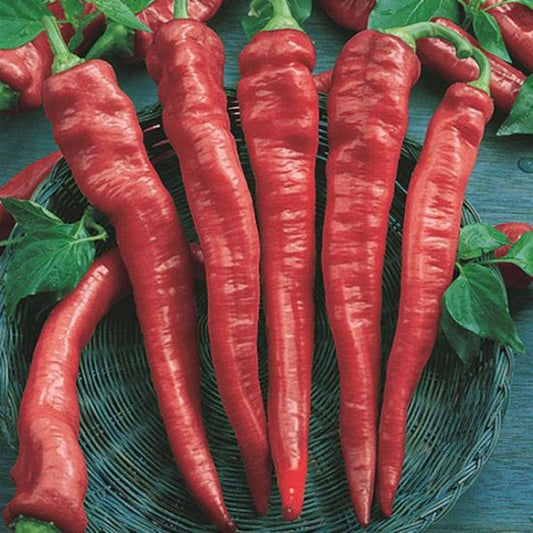 بذور فلفل كايين thin chili pepper 