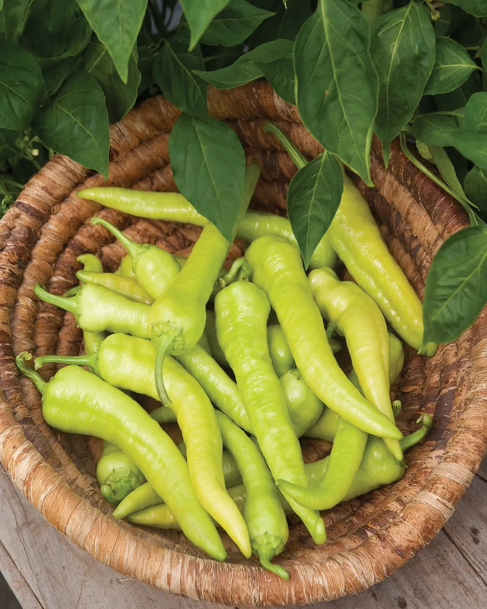 بذور فلفل italian pepperoncini