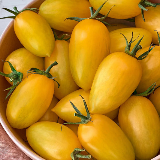 بذور طماط tomato bliss hybrid