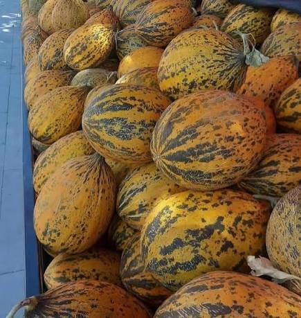 شتلة بطيخ جمره