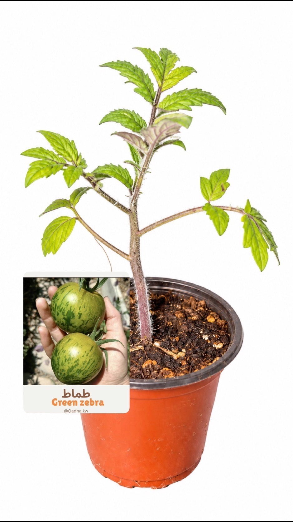 شتلة طماط green zeebra