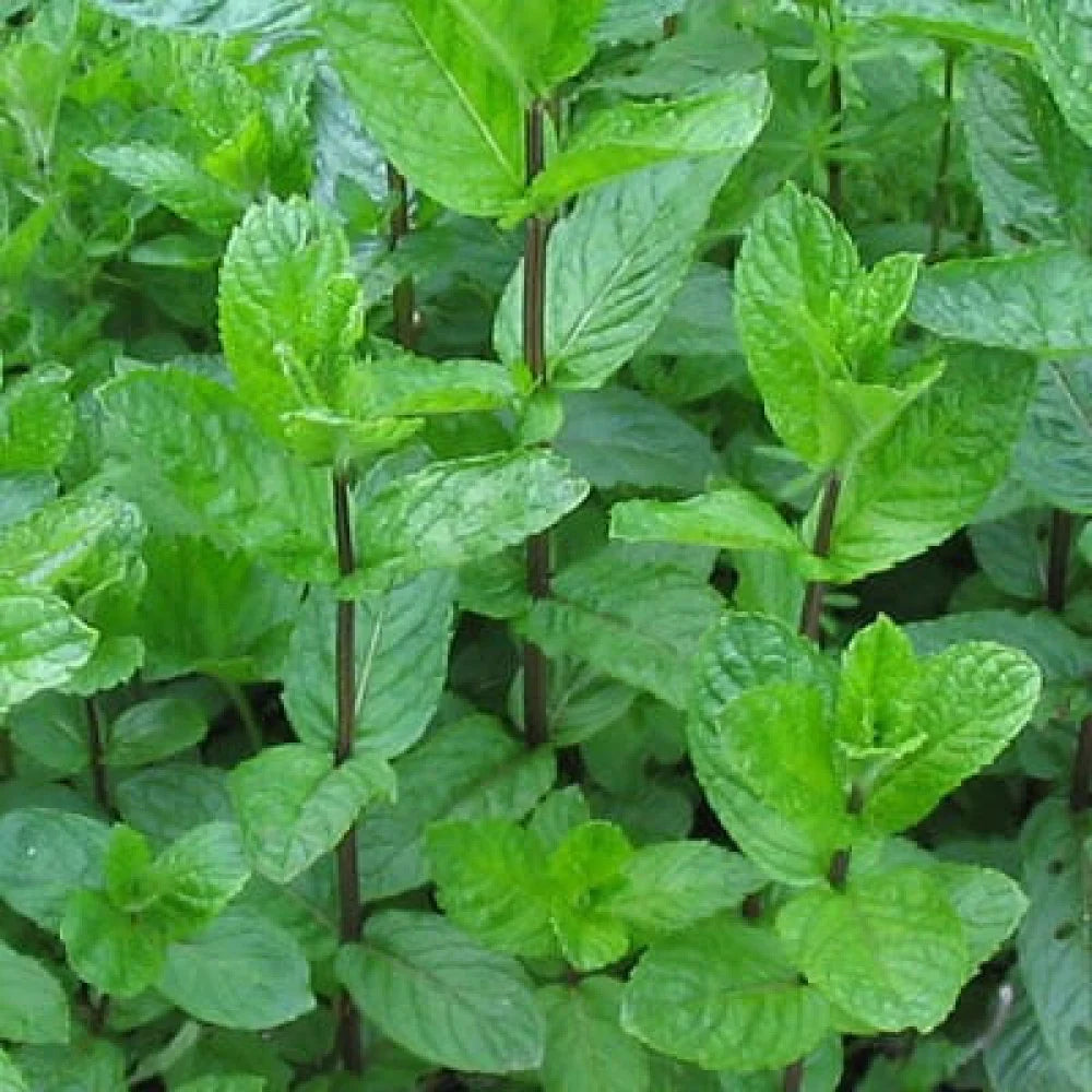 بذور نعناع شامي