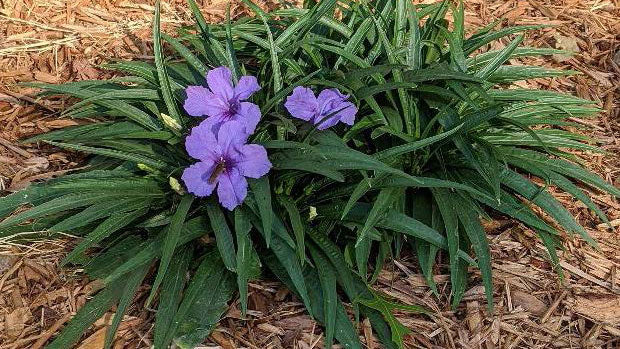 شتلة Mexican petunia