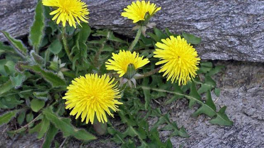 بذور الهندباء
