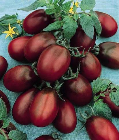 بذور طماط black plum